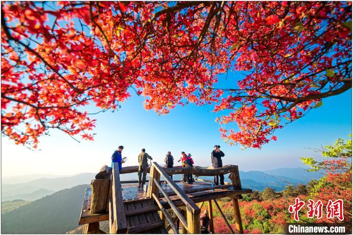 浙中杜鵑谷內(nèi)杜鵑花盛開景象(資料圖)。　盤峰鄉(xiāng)人民政府 供圖