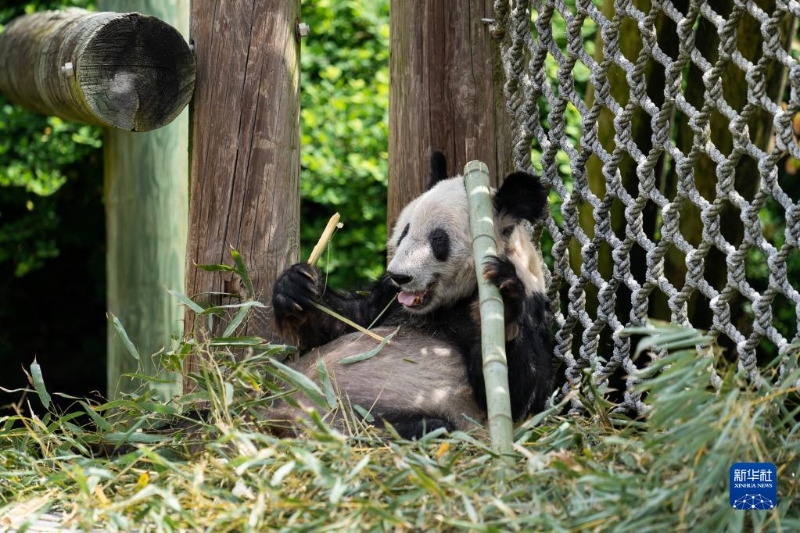 這是4月25日在美國田納西州孟菲斯動物園拍攝的大熊貓“丫丫” 。（圖源：新華社）