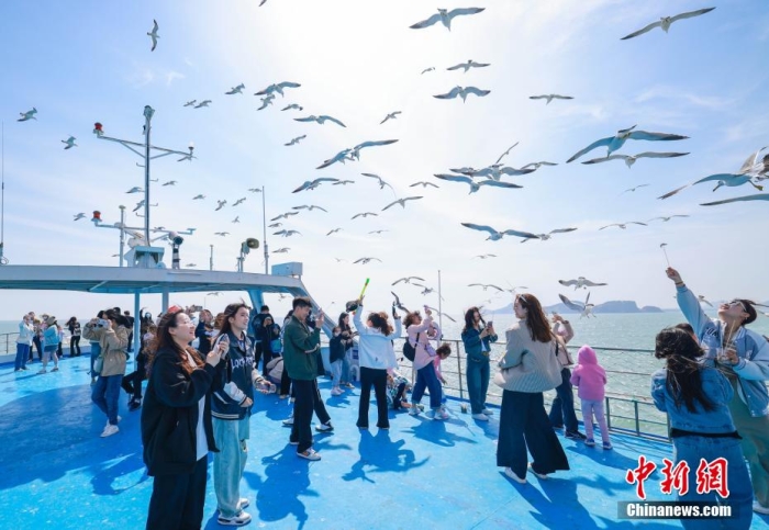 在山東省榮成市海驢島海域，游客們登上游艇，喂食黑尾鷗。李信君 攝