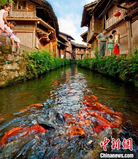 周寧縣浦源村鯉魚溪景區(qū)，一條清溪自西向東從村中穿流而過，溪中自在游弋著各色鯉魚?！幍率形麄鞑?供圖