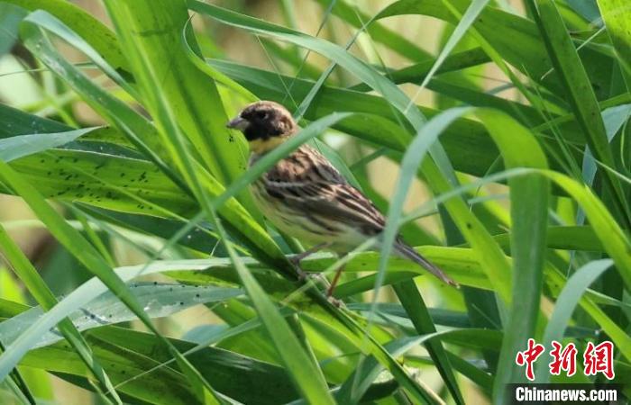 奧林匹克森林公園蘆葦群落中的黃胸鹀?！∪~元興 攝