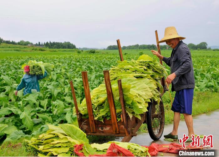 圖為在江西省吉安市安?？h嚴(yán)田鎮(zhèn)山背村，煙農(nóng)正在采收煙葉?！“哺？h煙草專賣局供圖