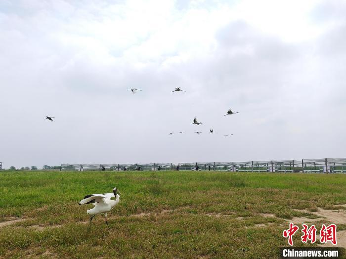 丹頂鶴在天空翱翔?！」热A 攝