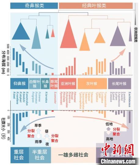 西北大學(xué)金絲猴研究團(tuán)隊(duì)揭示靈長(zhǎng)類社會(huì)演化之謎