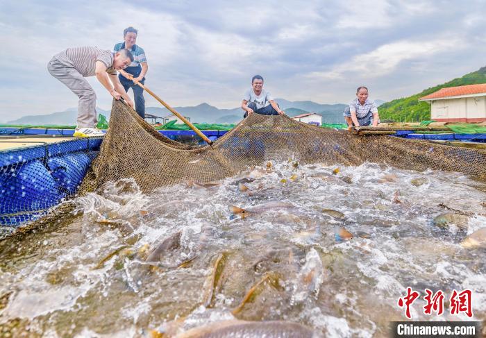 村民在漁排收獲紅鼓魚。(資料圖) 李郁 攝