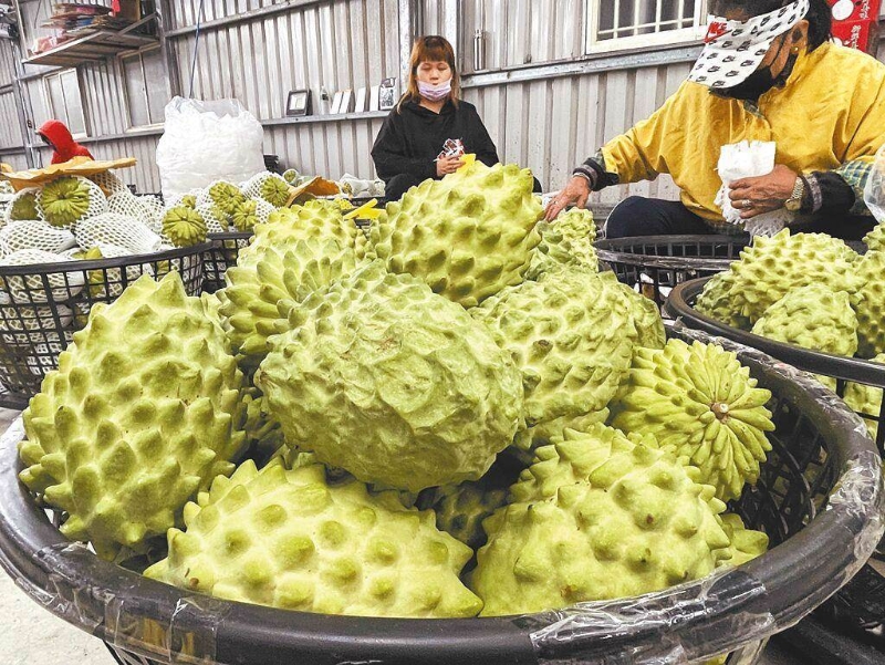 大陸近日宣布恢復(fù)鳳梨釋迦銷陸。（報(bào)系資料照）