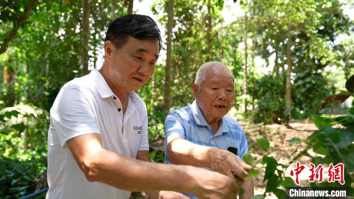 圖為鄭道錦(右)和兒子鄭立平(左)在自家藥園中查看南藥長勢。　陳英清 攝