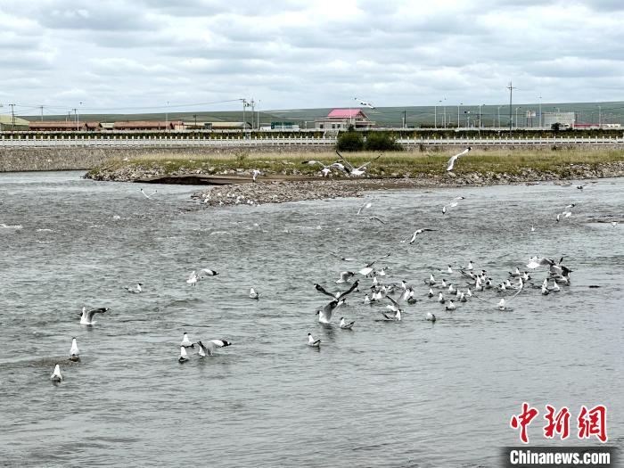 圖為青海湖北岸沙柳河魚(yú)鳥(niǎo)共生?！±铍h 攝