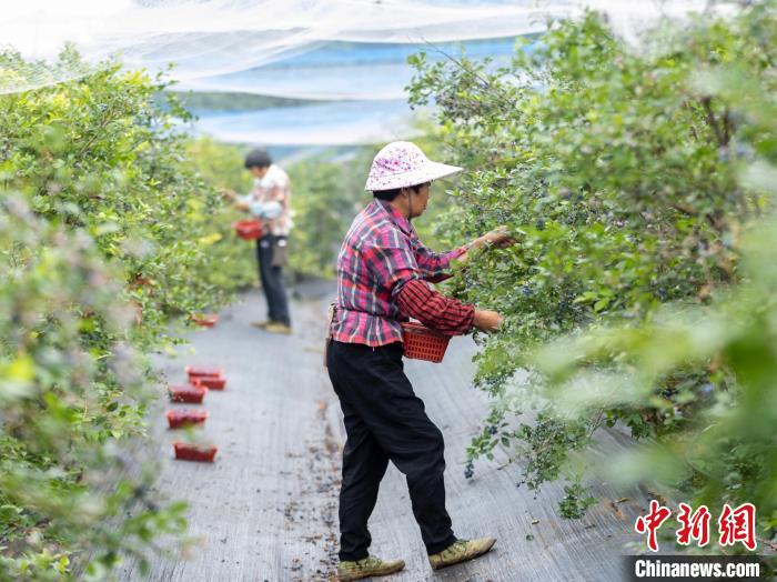 撬動新鄉(xiāng)賢資源浙江山區(qū)縣因地制宜耕耘“共富田”