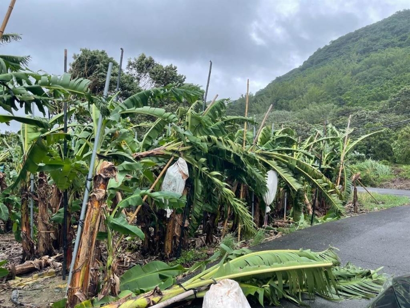 旗山區(qū)柯姓香蕉農(nóng)指出，這次海葵強(qiáng)風(fēng)暴雨造成香蕉樹(shù)傾倒嚴(yán)重。（林雅惠攝）