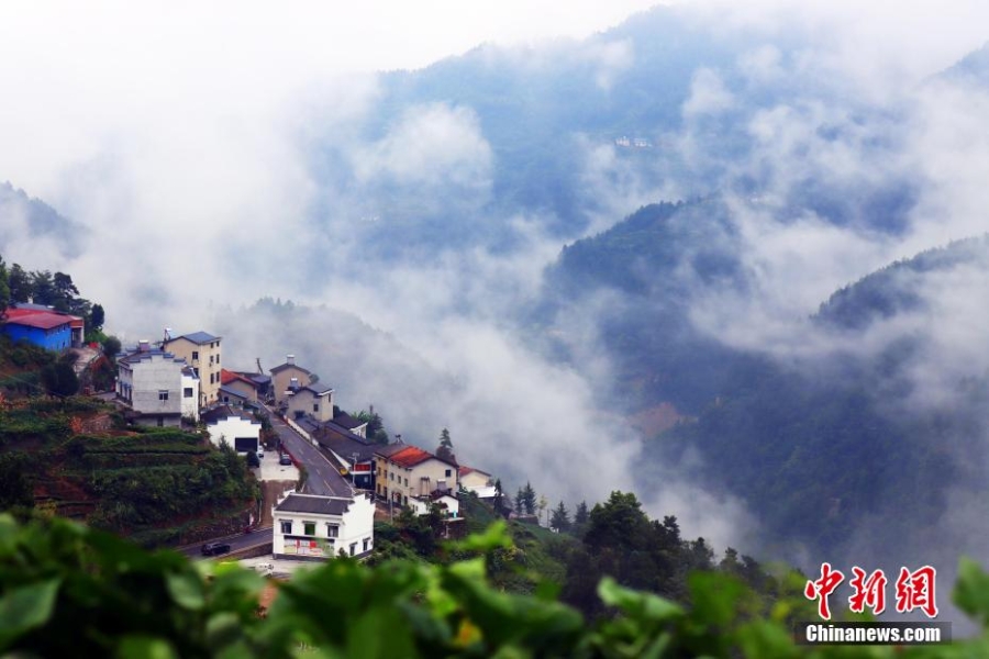 三峽壩區(qū)：“云海茶谷”風景美如畫