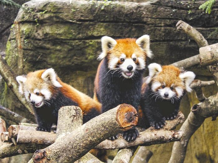 臺北市立動物園小貓熊。圖片來源：臺灣《中國時(shí)報(bào)》 臺北市立動物園提供