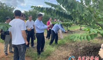 臺商考察團參訪臨高海星公司番荔枝種植園