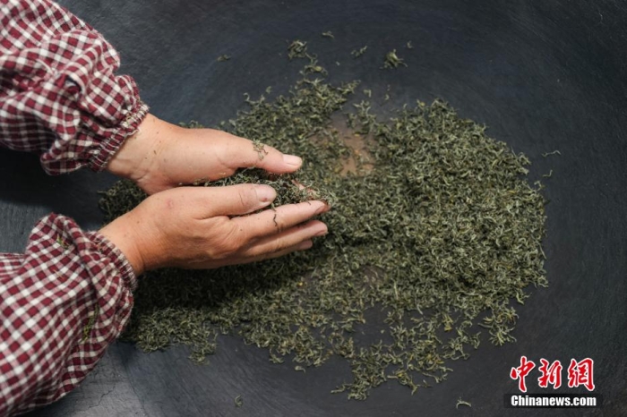 貴定縣云霧鎮(zhèn)一家茶葉加工坊工人用傳統(tǒng)手工方式將“云霧貢茶”揉制成形。瞿宏倫 攝