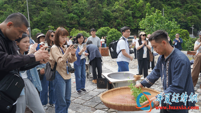 黃金茶技藝傳承人向華文展示炒茶技藝。（攝影：虞鷹）