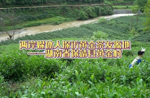 兩岸媒體人探訪黃金茶發(fā)源地——湖南保靖黃金村