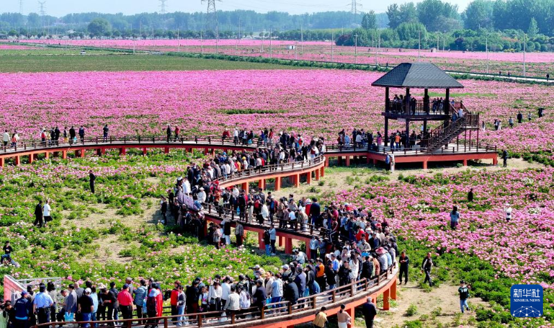 5月1日，在安徽省亳州市譙城區(qū)十八里鎮(zhèn)蔣李村，游人在芍藥花海里賞花游玩。（圖源：新華社）