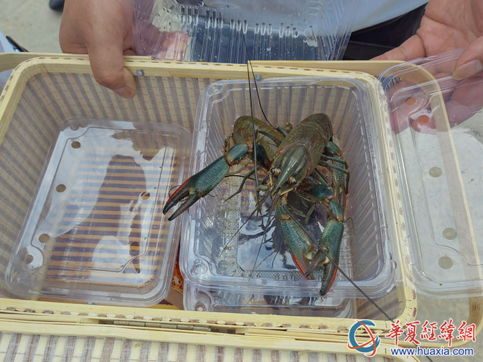 養(yǎng)殖的富硒淡水龍蝦。