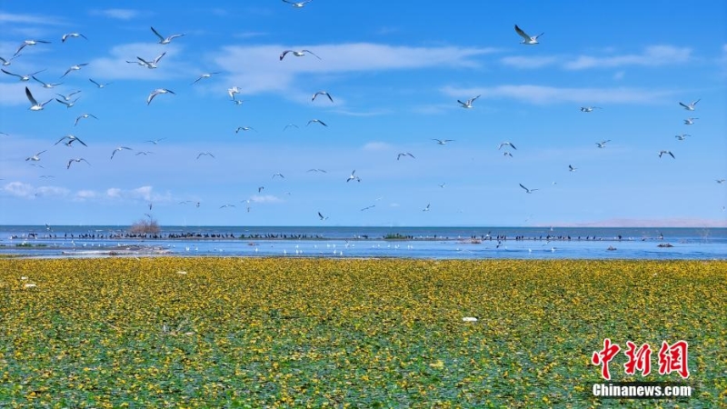 8月，中國最大內(nèi)陸淡水湖——新疆博斯騰湖千畝荇菜花開正盛，呈現(xiàn)出“一湖碧水半湖荇”的美麗畫卷。