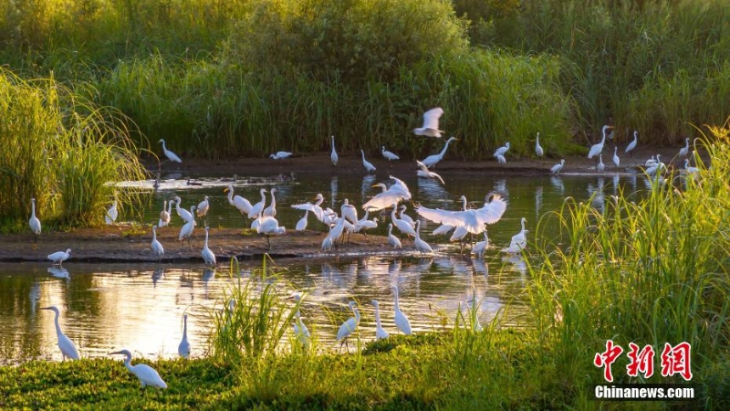 風(fēng)輕秋色美：河北內(nèi)丘濕地水鳥(niǎo)成群蹁躚