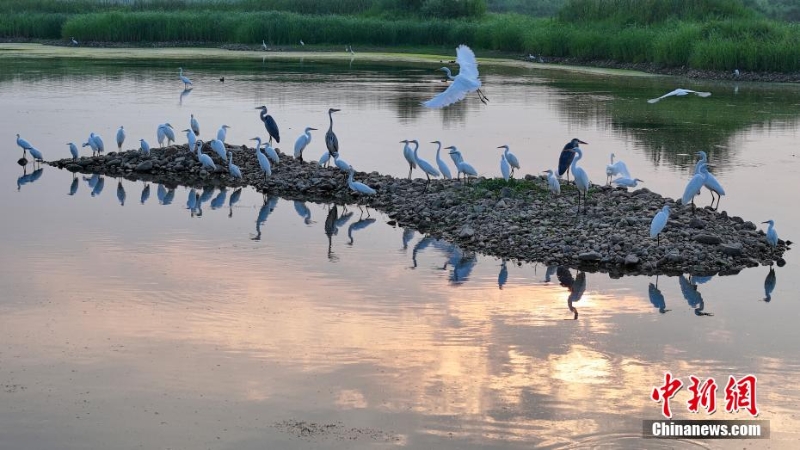 風(fēng)輕秋色美：河北內(nèi)丘濕地水鳥(niǎo)成群蹁躚