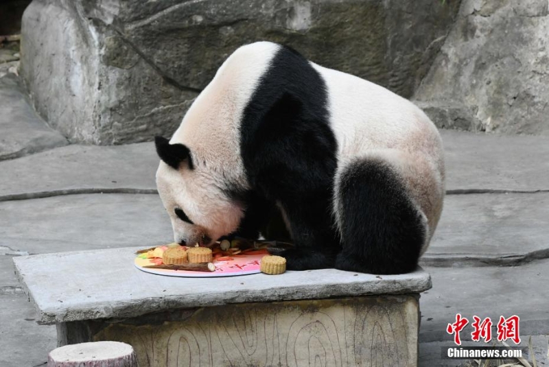 重慶動(dòng)物園為動(dòng)物送上特制月餅慶中秋