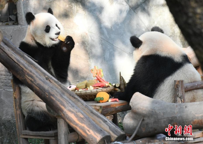 重慶動(dòng)物園為動(dòng)物送上特制月餅慶中秋