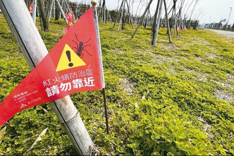 紅火蟻在臺(tái)灣危害范圍擴(kuò)大，防治單位插了很多小紅旗警示。（圖源：臺(tái)灣“聯(lián)合新聞網(wǎng)”）